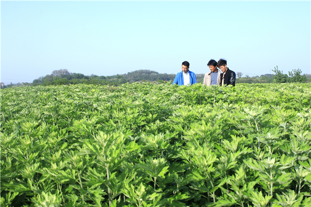 【湖北】【客户稿件】强村富民兴大业——黄冈市蕲春县管窑镇蕲艾“村长工程”三年实践观察