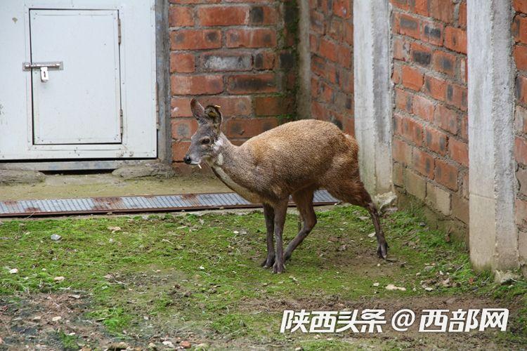 宁陕县宁东林业局发展产业助力脱贫攻坚