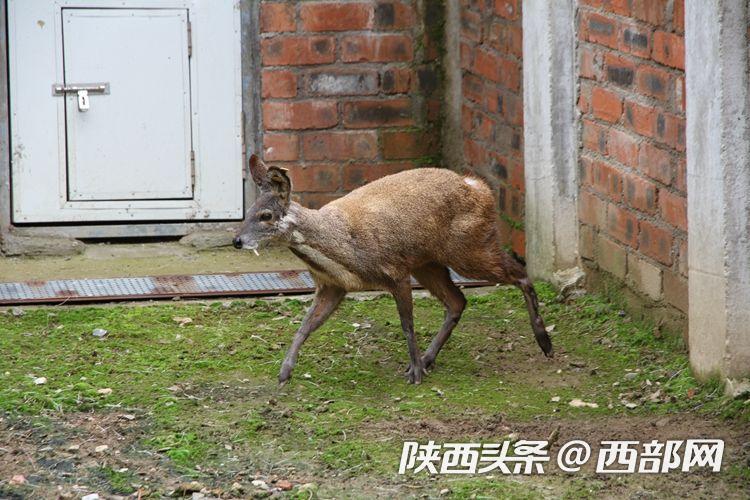 宁陕县宁东林业局发展产业助力脱贫攻坚