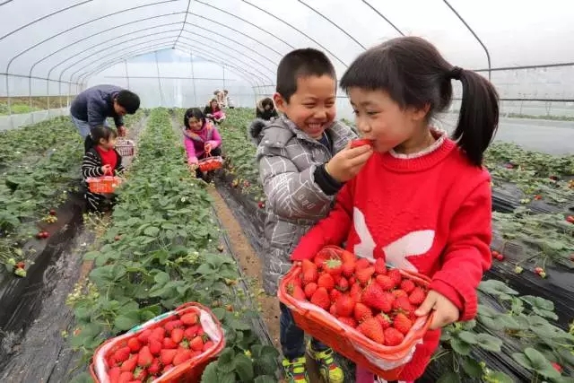 【食在重庆　图文】这些地方的草莓熟了 赶紧带上家人去摘!