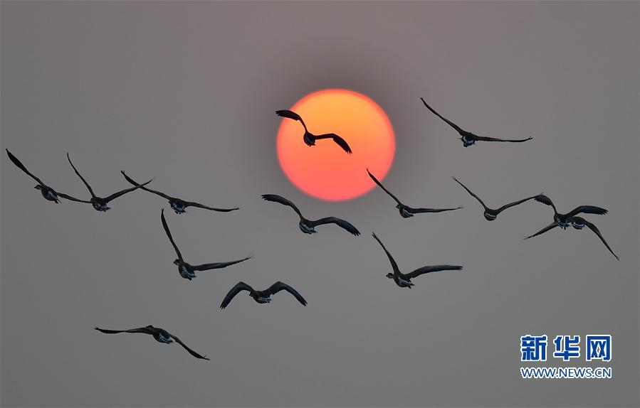 江西南昌：夕阳渡飞鸟