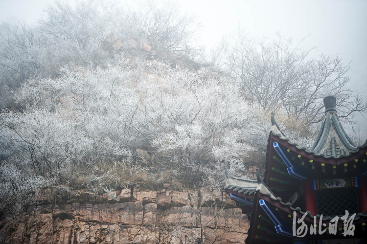 河北邢台：玉树琼枝雾凇美景