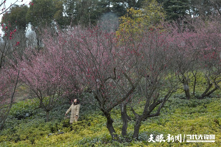 （中首）贵阳双龙生态公园：踏雪寻梅