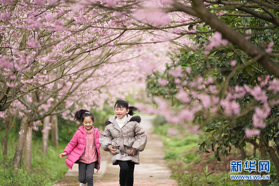 【城市远洋】重庆早春樱花开 又到踏青赏花时