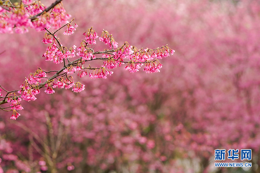 【城市远洋】重庆早春樱花开 又到踏青赏花时