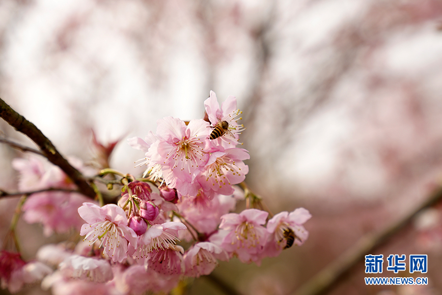 【城市远洋】重庆早春樱花开 又到踏青赏花时