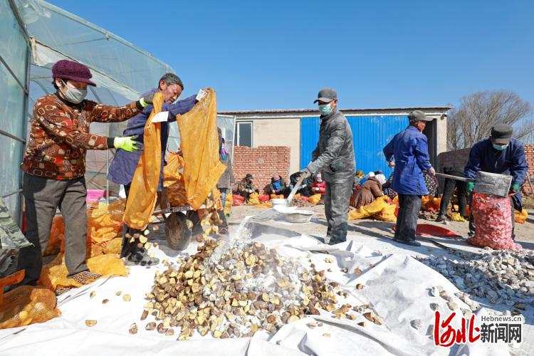 河北滦南：土豆制种备春耕