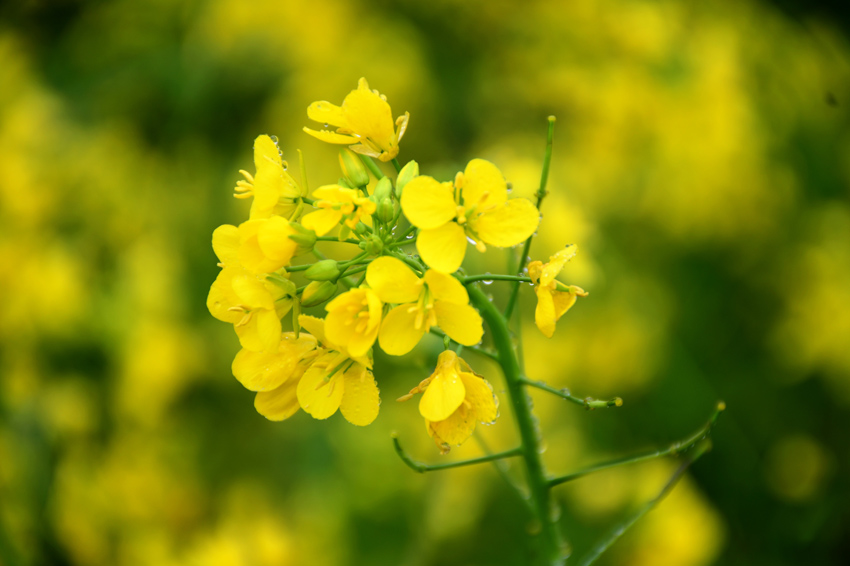 广西宾阳县古辣镇千亩油菜花盛放