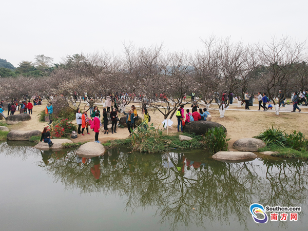 香雪梅花开！第十届萝岗香雪文化旅游节开幕