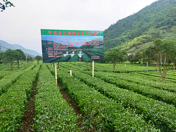 （有修改）“乘风破浪”的杨凌农科 让现代农业发展结出“致富果”