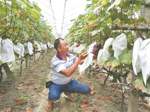 广西这地方号称"南方吐鲁番" 葡萄远销海外