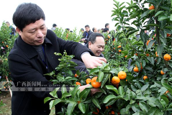 【八桂大地图文】（首页标题）第二届永福沙糖桔交易会开幕 （内容页标题）第二届永福沙糖桔交易会开幕 富硒产品引来南北客