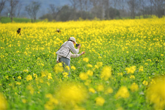 重庆南岸：广阳岛油菜花开美如画