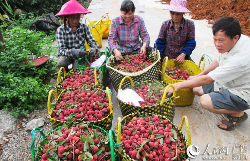 广西上思：金源荔枝别样红