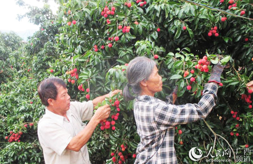 广西上思：金源荔枝别样红