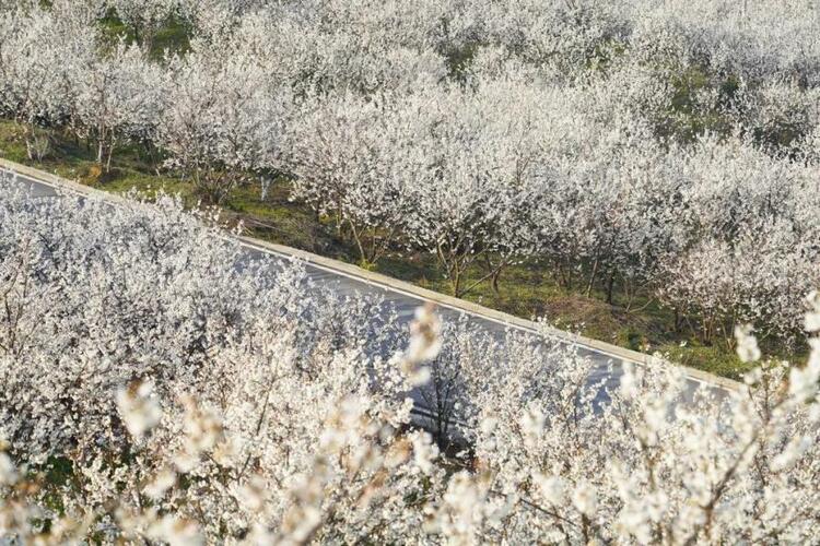 3月心动旅行清单 带你感受贵州的春天