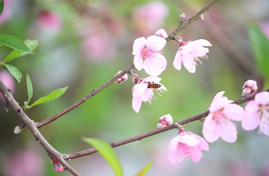 广西横州：桃花树下春水暖