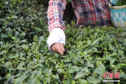 好消息：绿茶或能改善唐氏综合征患者认知能力