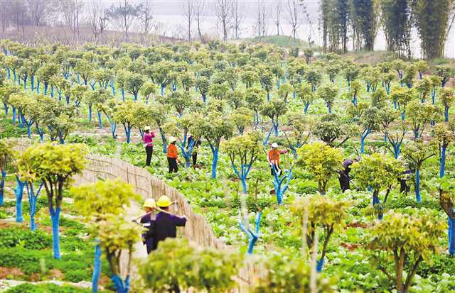 【城市远洋】重庆广阳岛成市民生态体验大课堂