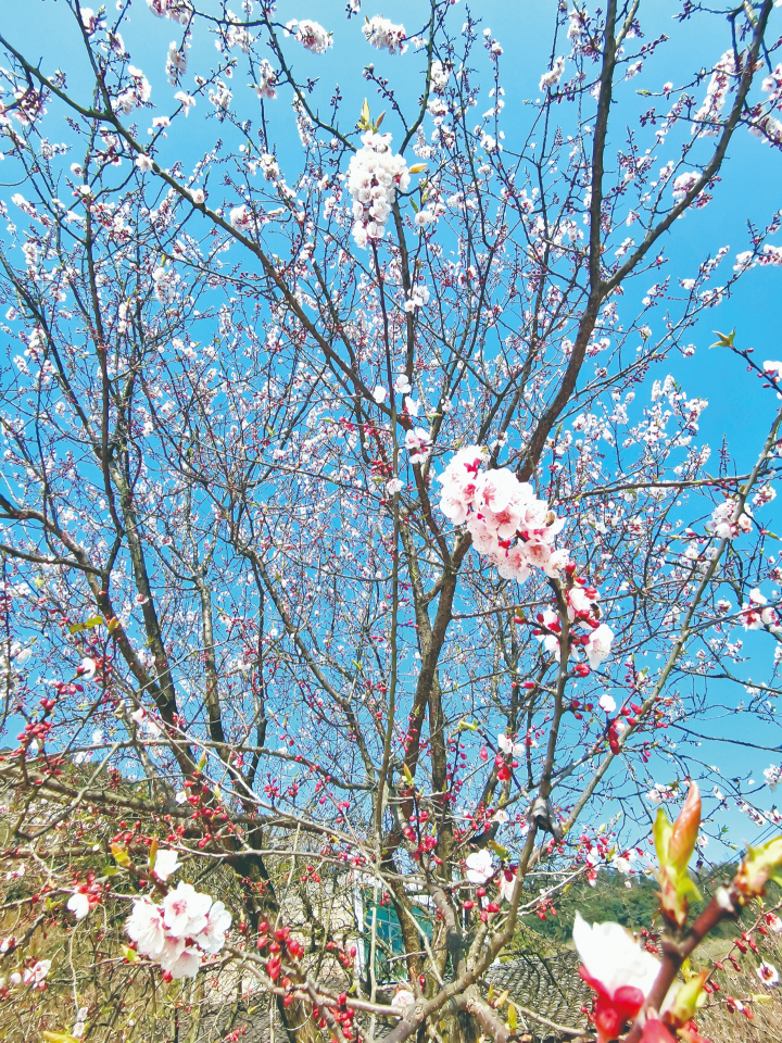 【城市远洋】重庆巴南：满城春色绽芳菲