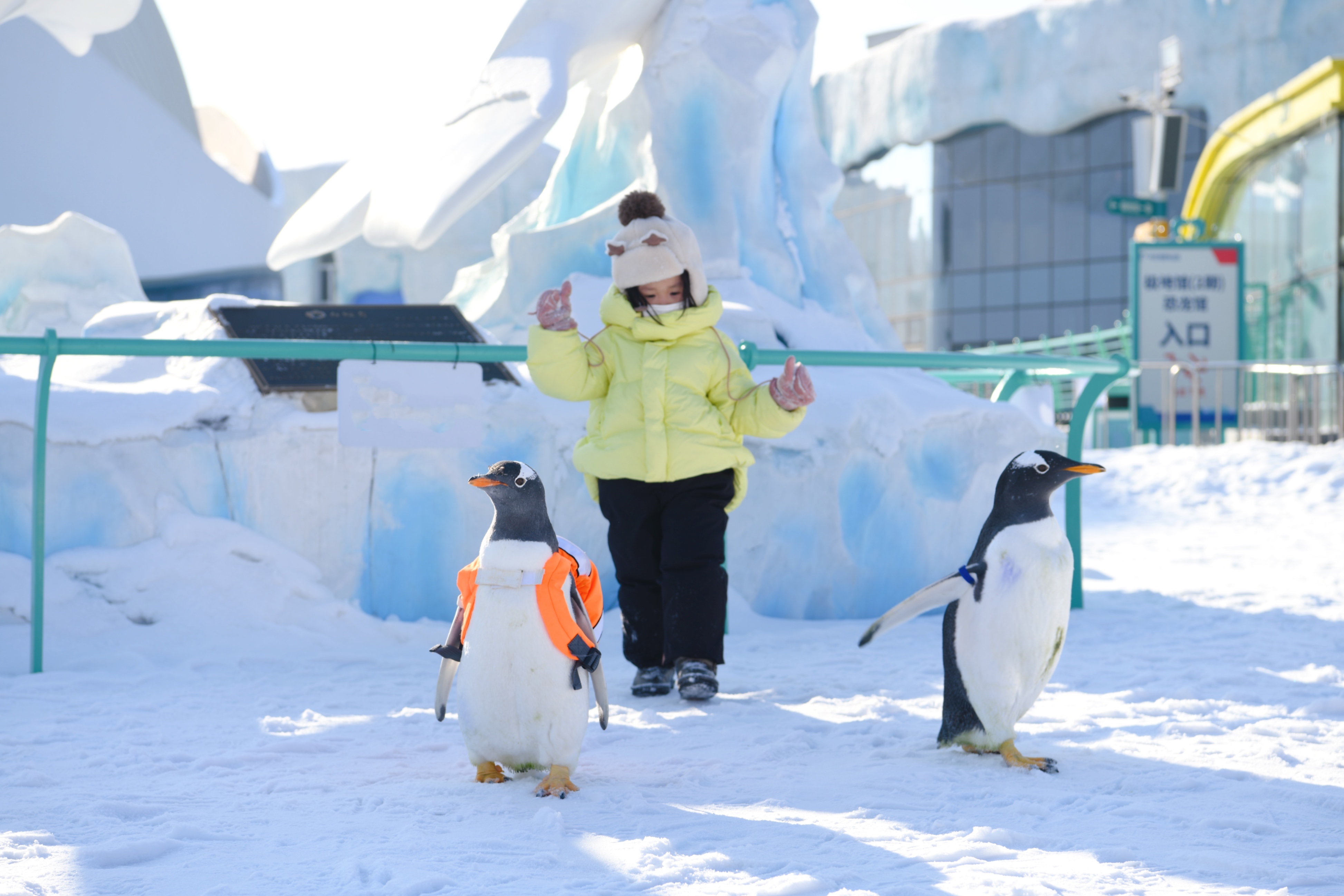 冰雪盛宴绽放龙江