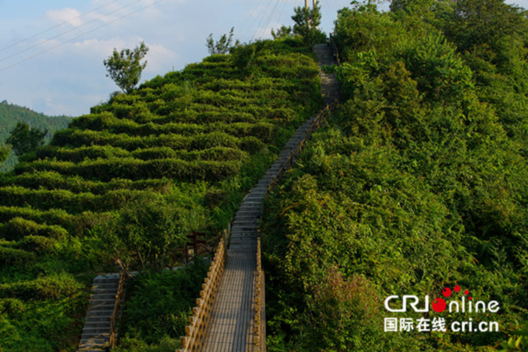 （有修改）【B】广西乐业：千米海拔上的避暑胜地