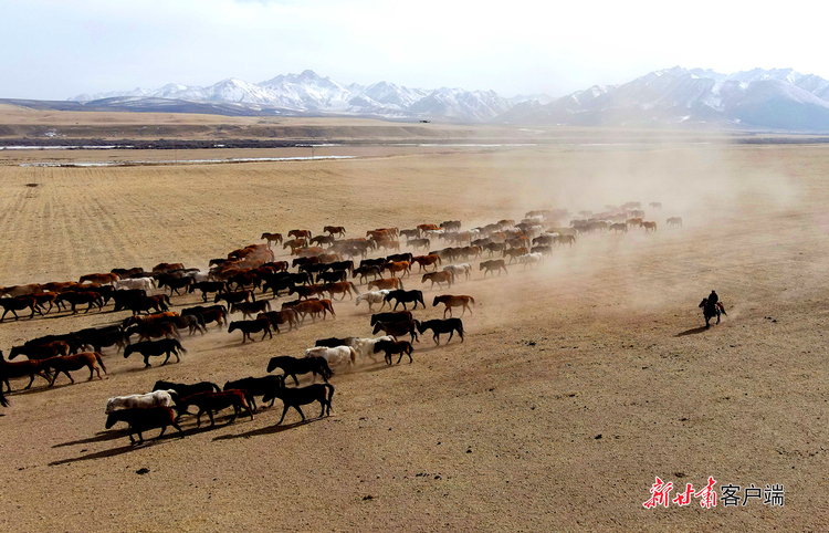 【文旅图文列表+移动端新闻列表】张掖：山丹马场牧马时 高原春光无限好