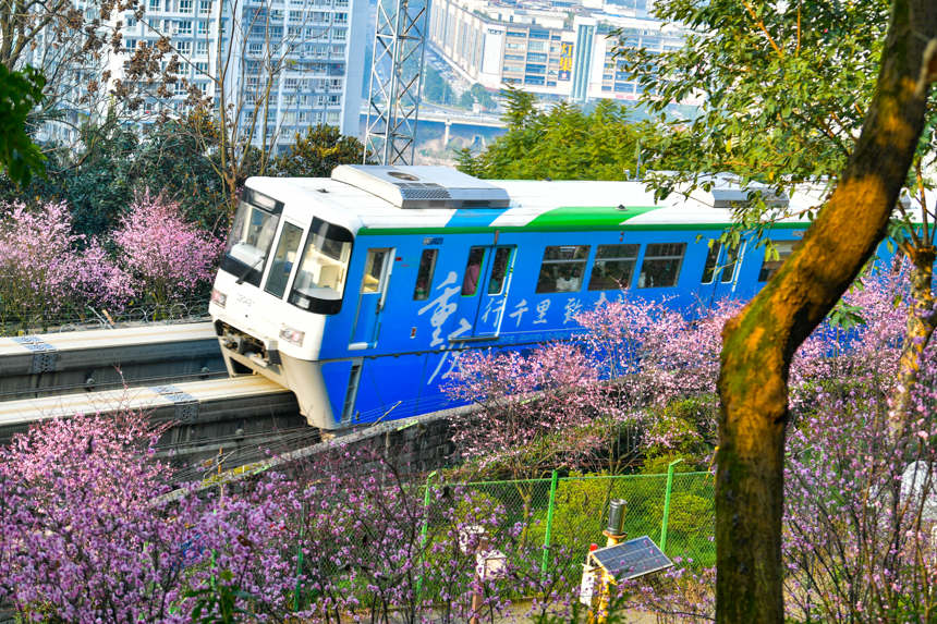 【城市远洋带图】春意盎然 重庆轨道列车穿行花海