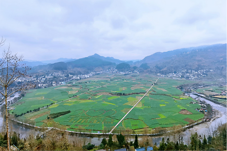 贵州各地油菜花陆续开放 金色的春天如约而至