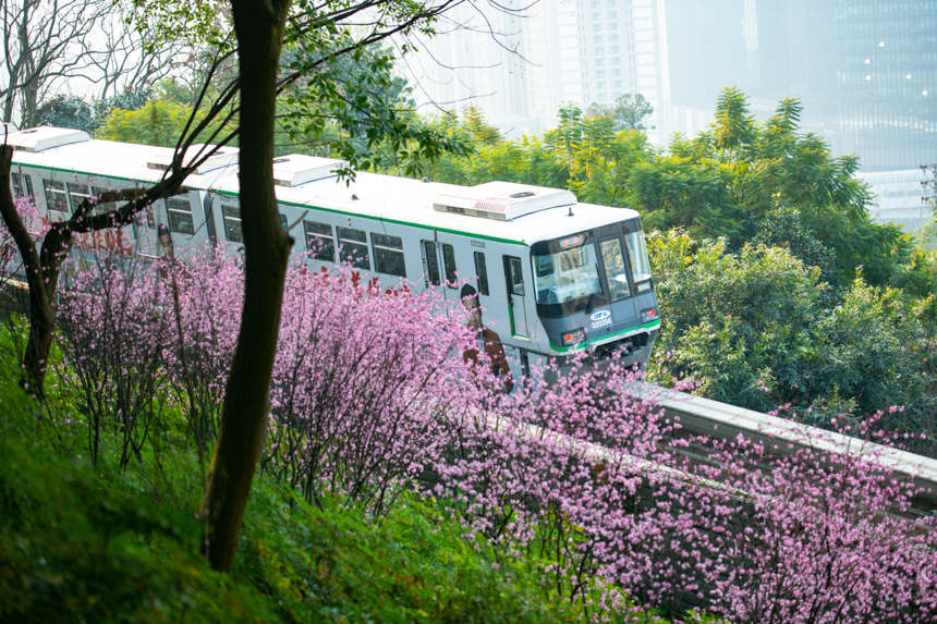 【城市远洋带图】春意盎然 重庆轨道列车穿行花海