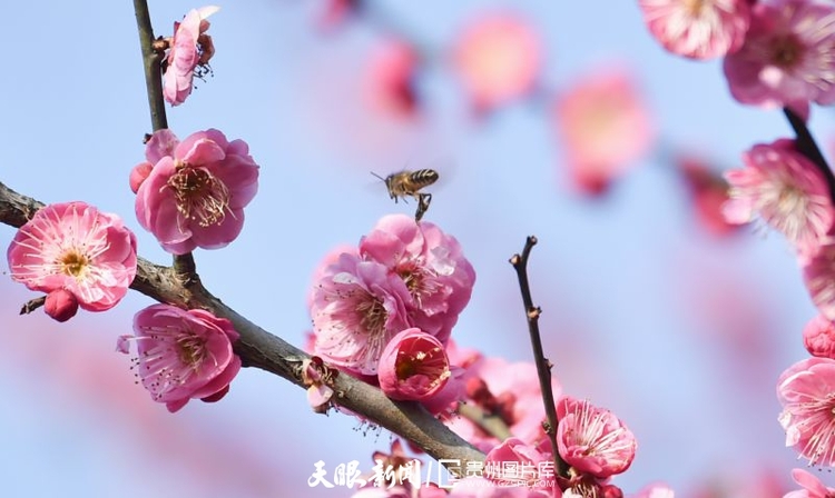 （中首）贵州：春天的色彩