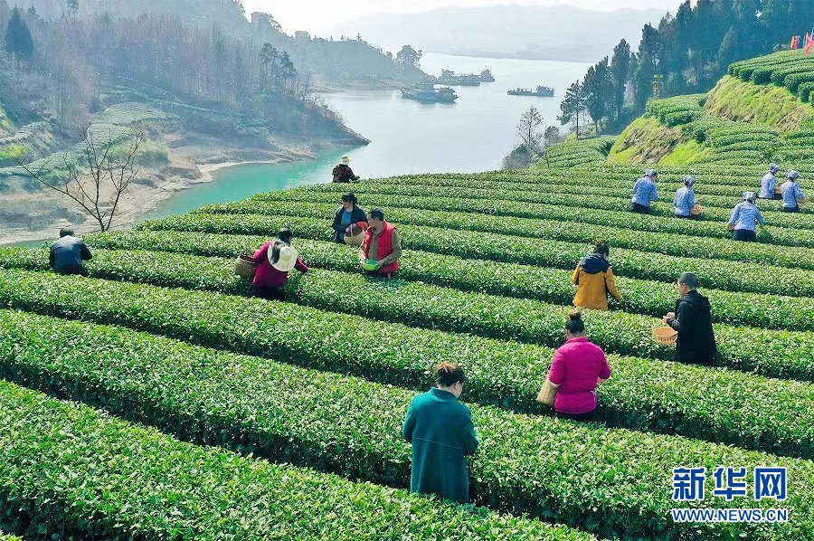 【“飞阅”中国】三峡库区早茶开园