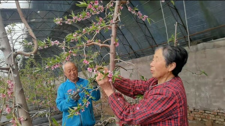 长春市73岁老夫妻的“桃林爱情”_fororder_微信图片_20220308094530