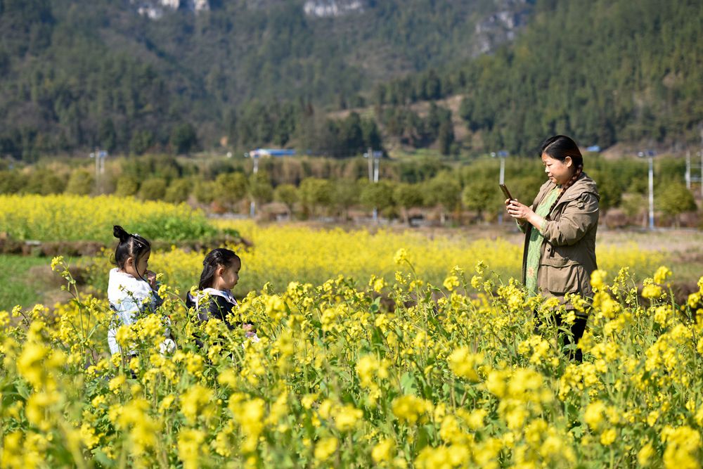 （供稿）贵州龙里：油菜花开 春色迎客_fororder_9620a043799b572502a2139911a4278