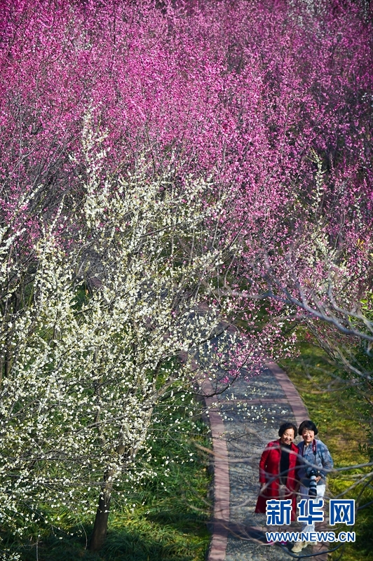 洛阳：春日游园赏花正当时