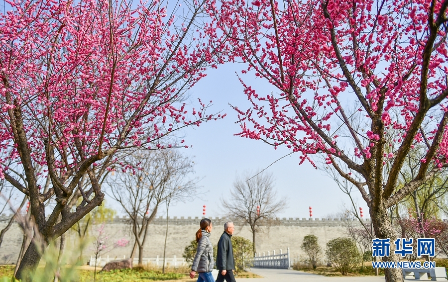 洛阳：春日游园赏花正当时