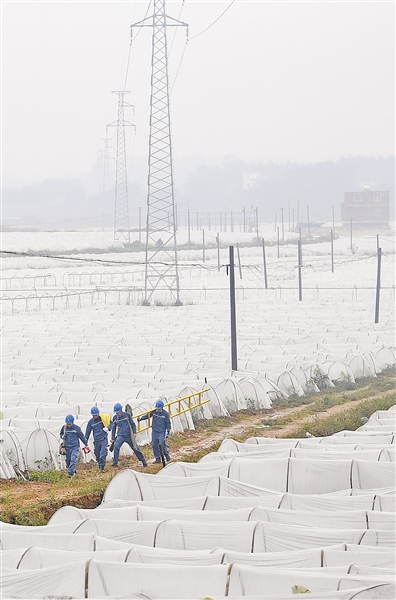 八桂人勤农事忙 一犁新雨破春耕