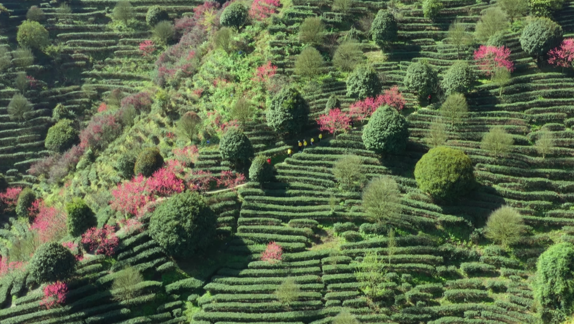 【B】【与春天撞个满怀 打卡最美春景】广西贺州：桃花灼灼 游人觅春来_fororder_图片53