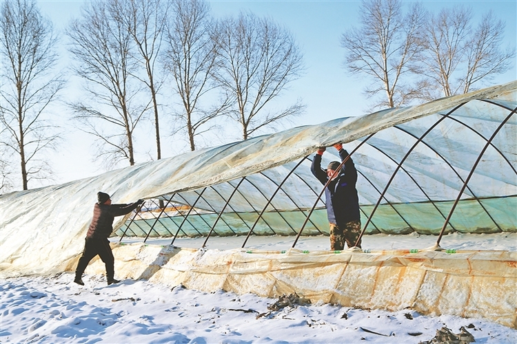 哈拉海农场有限公司清雪扣棚备春耕