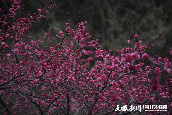 （中首）贵阳双龙生态公园：踏雪寻梅