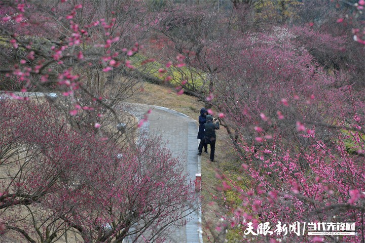 （中首）贵阳双龙生态公园：踏雪寻梅