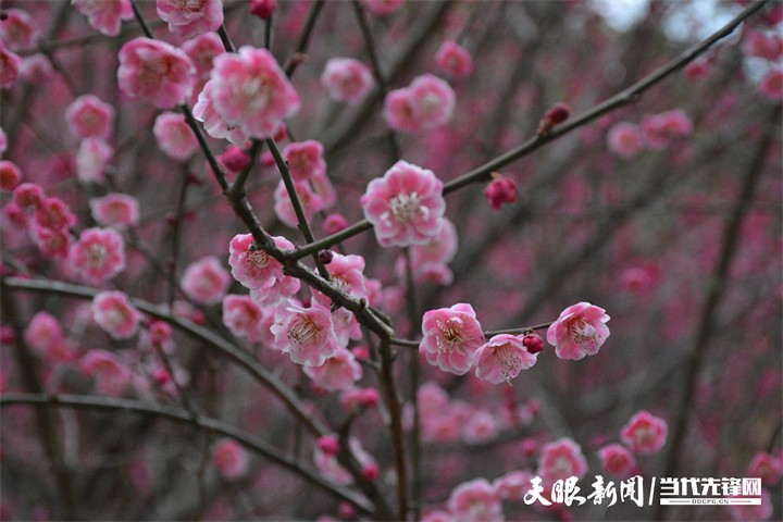 （中首）贵阳双龙生态公园：踏雪寻梅