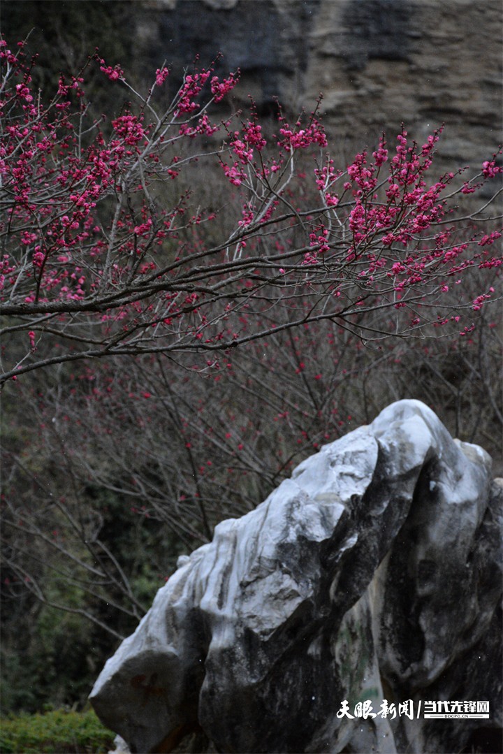 （中首）贵阳双龙生态公园：踏雪寻梅