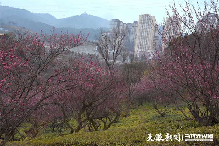 （中首）贵阳双龙生态公园：踏雪寻梅