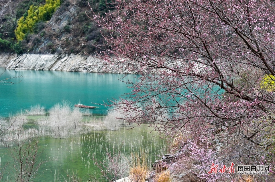 柳枝含烟 油菜花黄 文县碧口镇的春色错过又得等一年_fororder_00301457150_3d4445eb