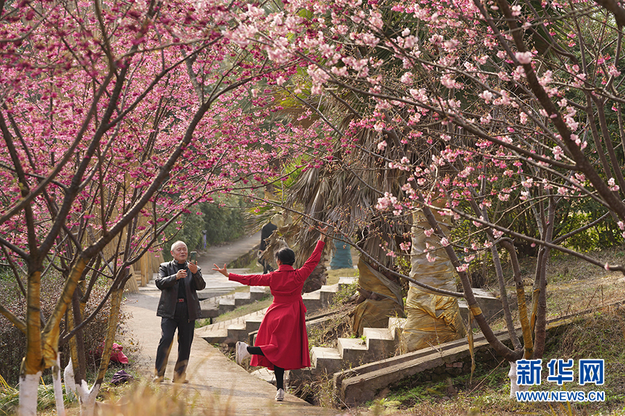 【城市远洋】重庆早春樱花开 又到踏青赏花时