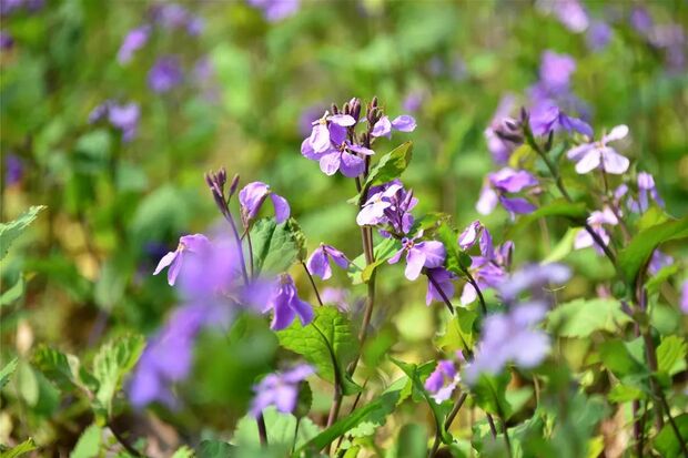 申城二月兰进入观赏期 云赏一波紫色花海