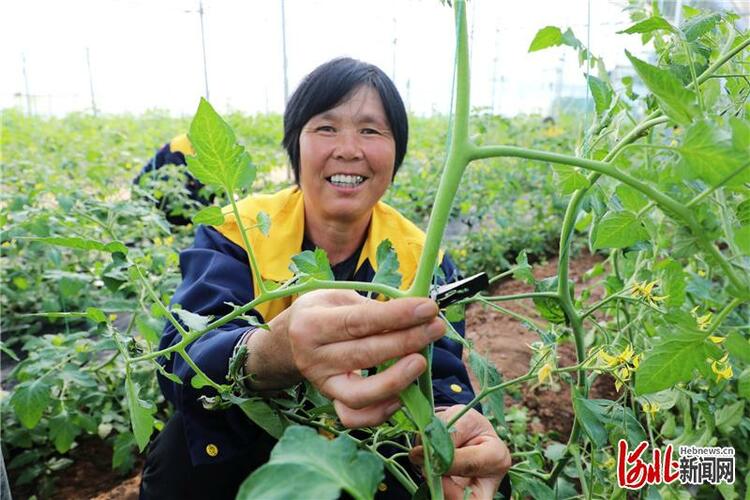 河北平乡：大棚托起致富梦