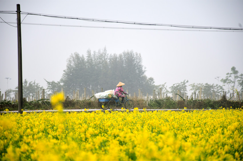 广西宾阳县古辣镇千亩油菜花盛放