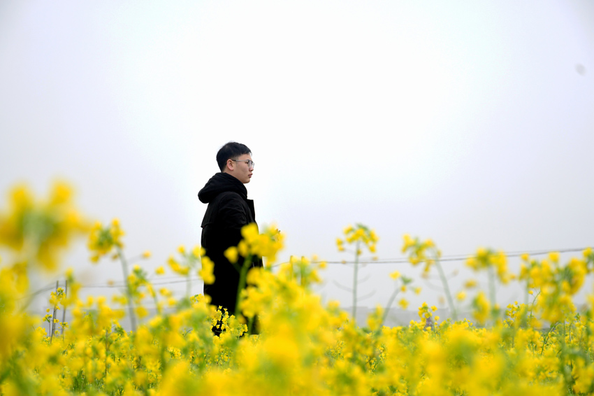 广西宾阳县古辣镇千亩油菜花盛放